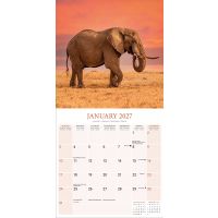 Avonside Kalender 27 Elephants as