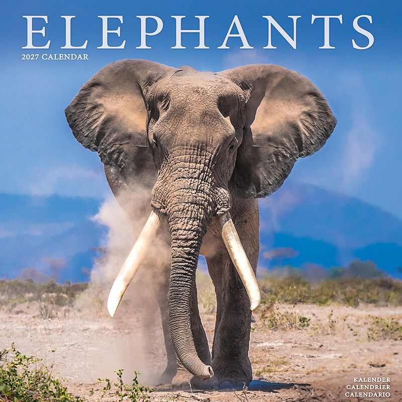 Avonside Kalender 27 Elephants as
