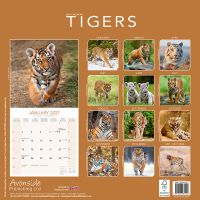 Avonside Kalender 27 Tigers as