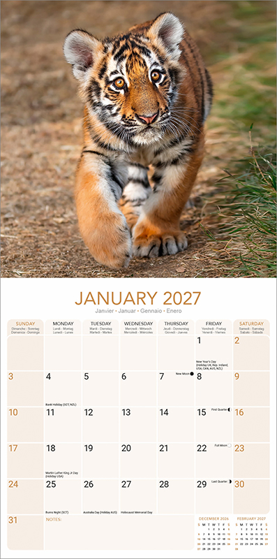 Avonside Kalender 27 Tigers as