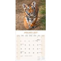Avonside Kalender 27 Tigers as