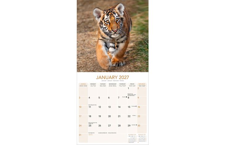 Avonside Kalender 27 Tigers as