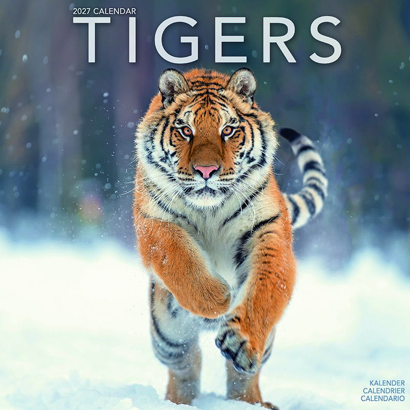 Avonside Kalender 27 Tigers as