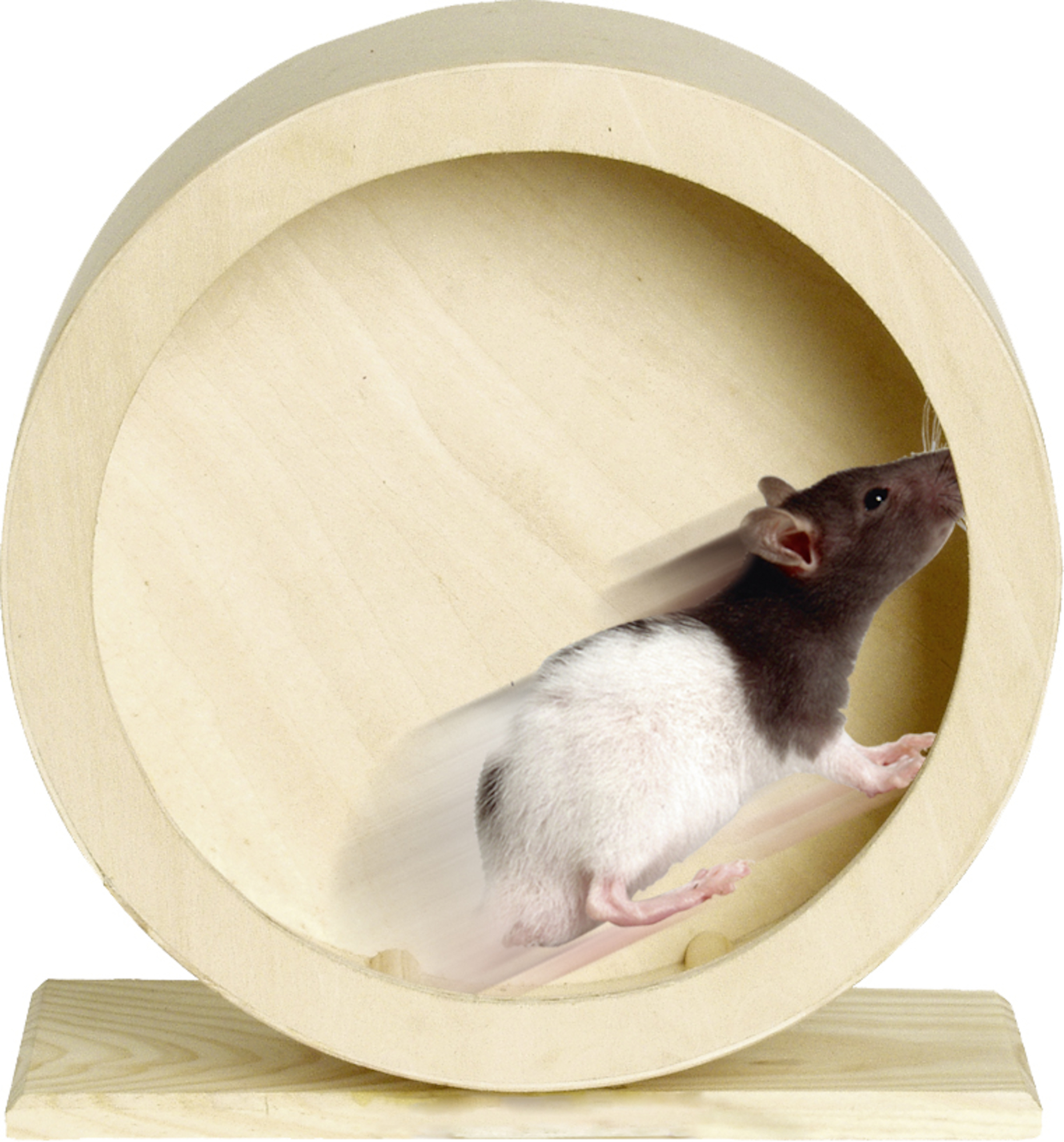 Flamingo Jouet Danco Roue d'exercice Brun clair