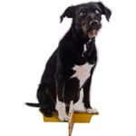 Lifesize cartone Marty Rescue Leash