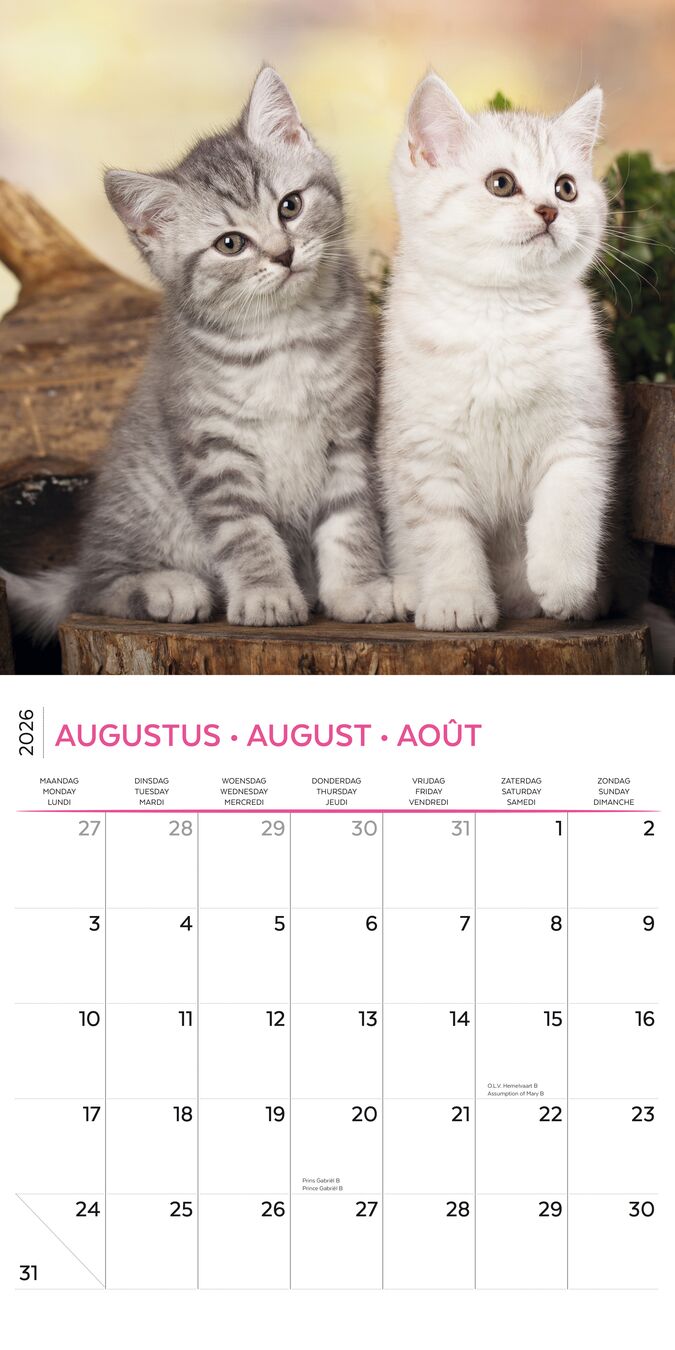 Plenty Gifts Kalender 26 Kittens I Love pg