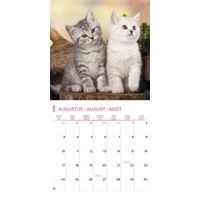 Plenty Gifts Kalender 26 Kittens I Love pg