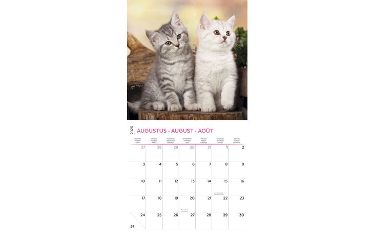 Plenty Gifts Kalender 26 Kittens I Love pg